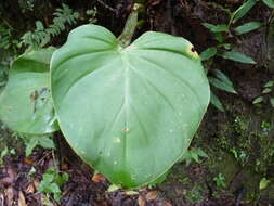 Image of Philodendron pterotum K. Koch & Augustin
