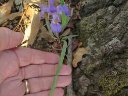 Image of dwarf violet iris