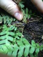 Image of Narrow-Leaf Mid-Sorus Fern