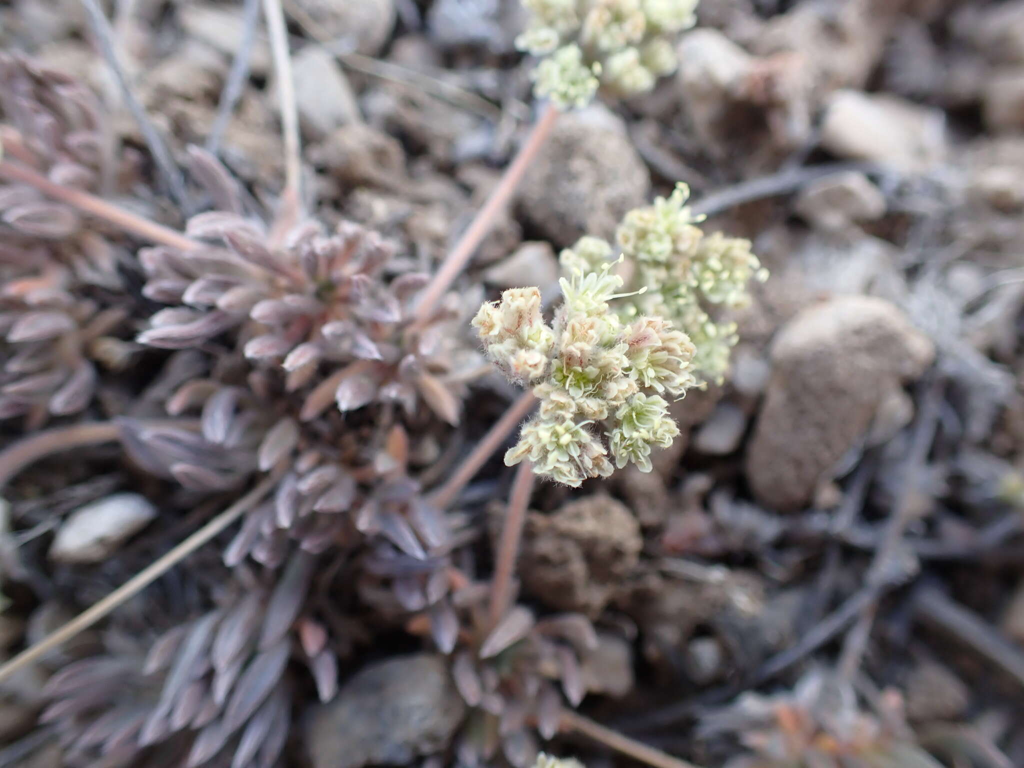 Image of gray buckwheat