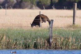 Macropus fuliginosus (Desmarest 1817) resmi