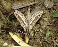 Image of Vine Hawk-Moth