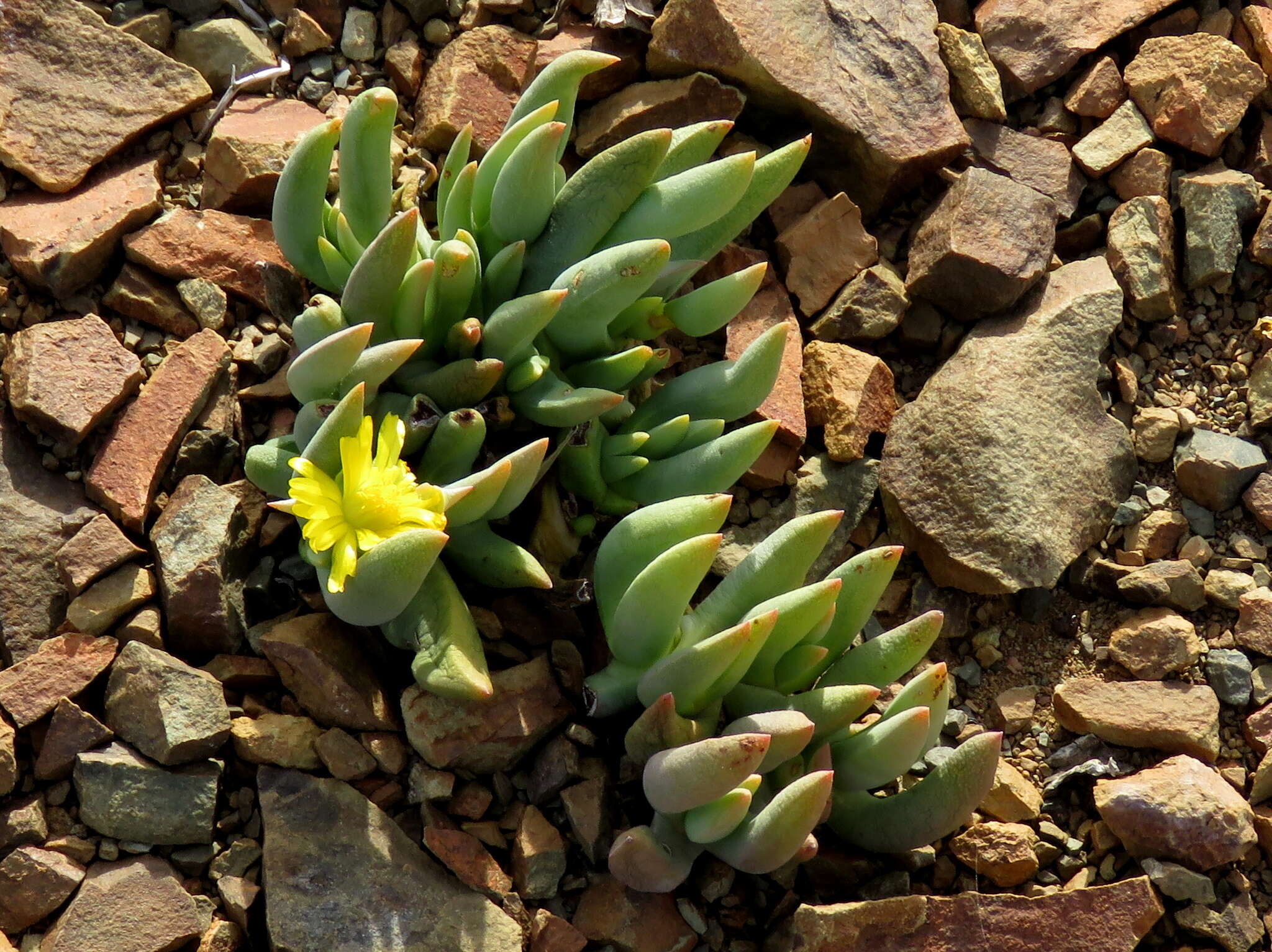 Image of Peersia frithii L. Bol.