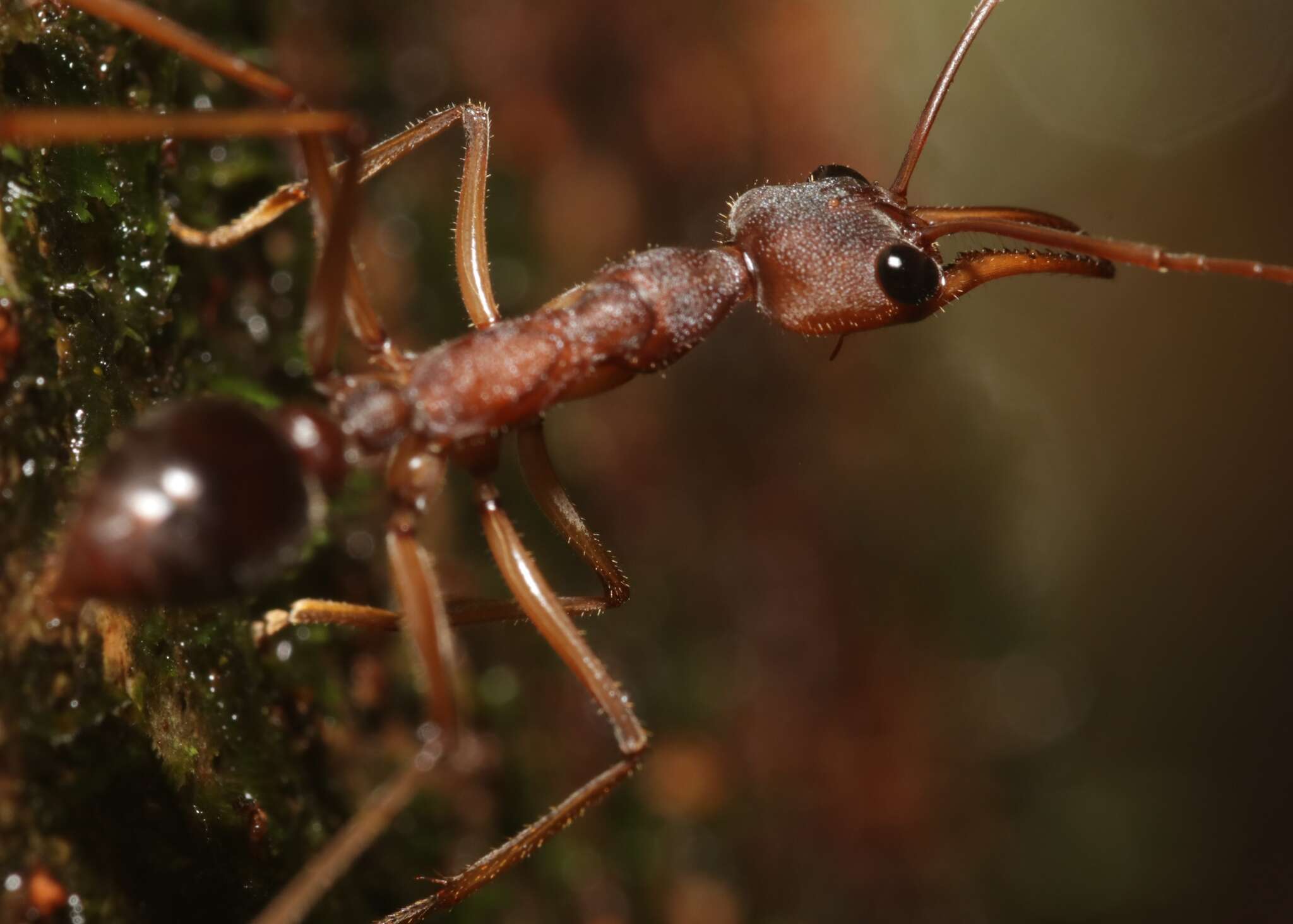 Image of Myrmecia mjobergi Forel 1915