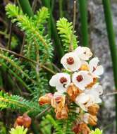 Imagem de Erica corydalis Salisb.