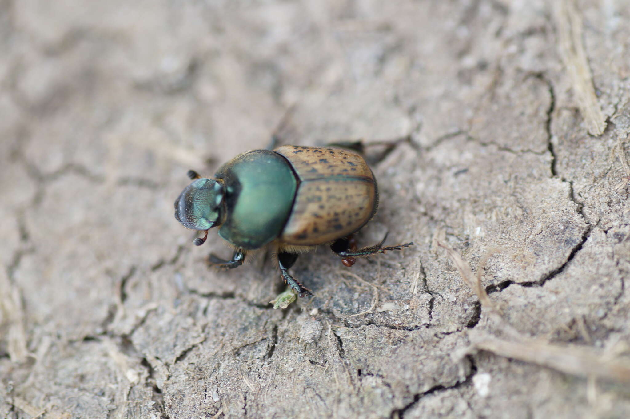 Image of Onthophagus (Palaeonthophagus) vacca (Linnaeus 1767)