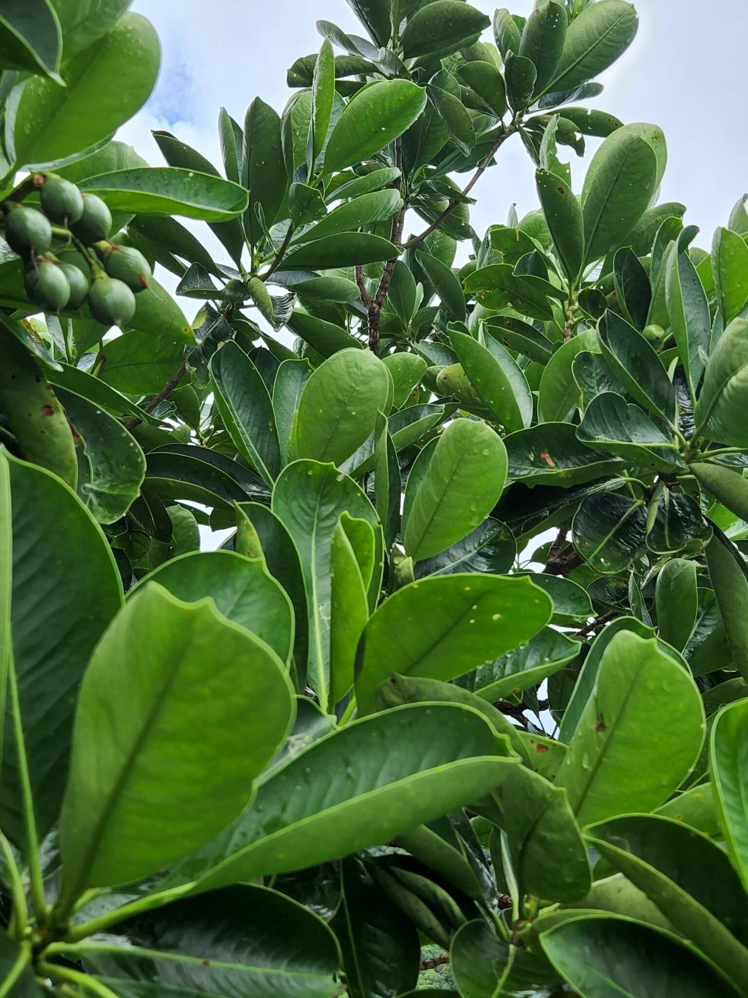 Image of Fagraea berteroana A. Gray ex Benth.