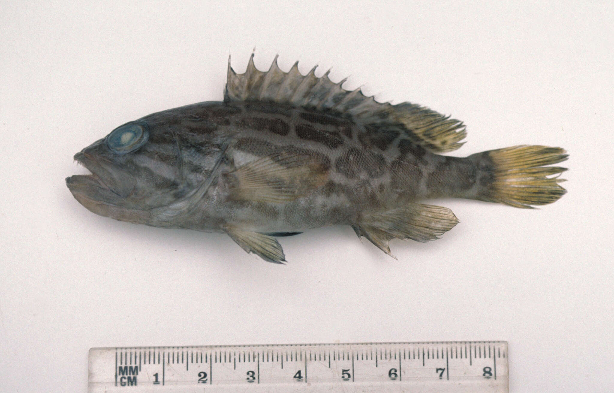 Image of Banded-cheek Reef-cod