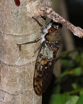 Plancia ëd Ioba leopardina (Distant 1881)