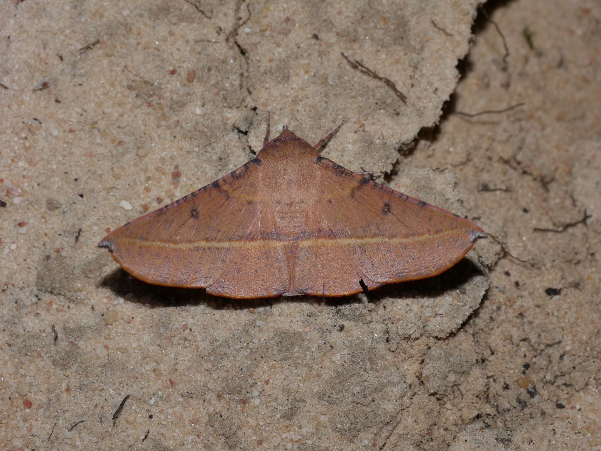 Image of Oenochroma pallida Warren 1898