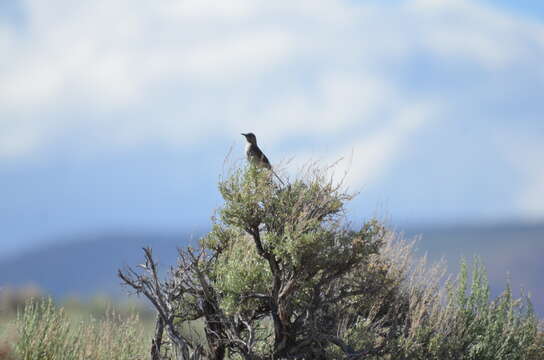 Image of basin big sagebrush