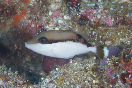 Image of Halfmoon triggerfish