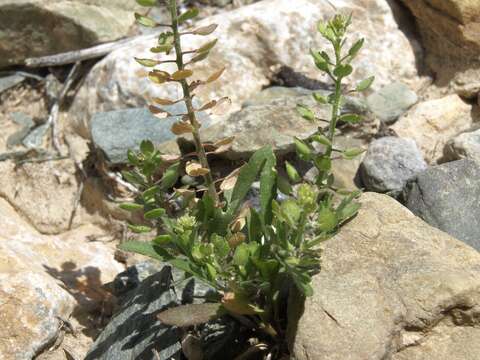 Image of shaggyfruit pepperweed