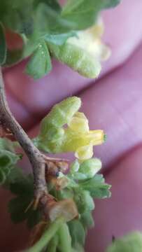 Image of alpine gooseberry