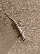 Image of Bark Gecko