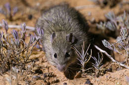 Image of Australian Long-haired Rat