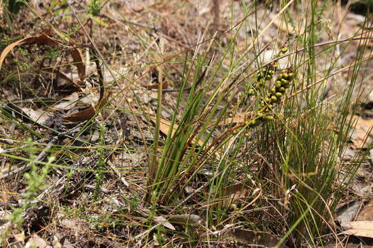 Image of Lomandra micrantha (Endl.) Ewart