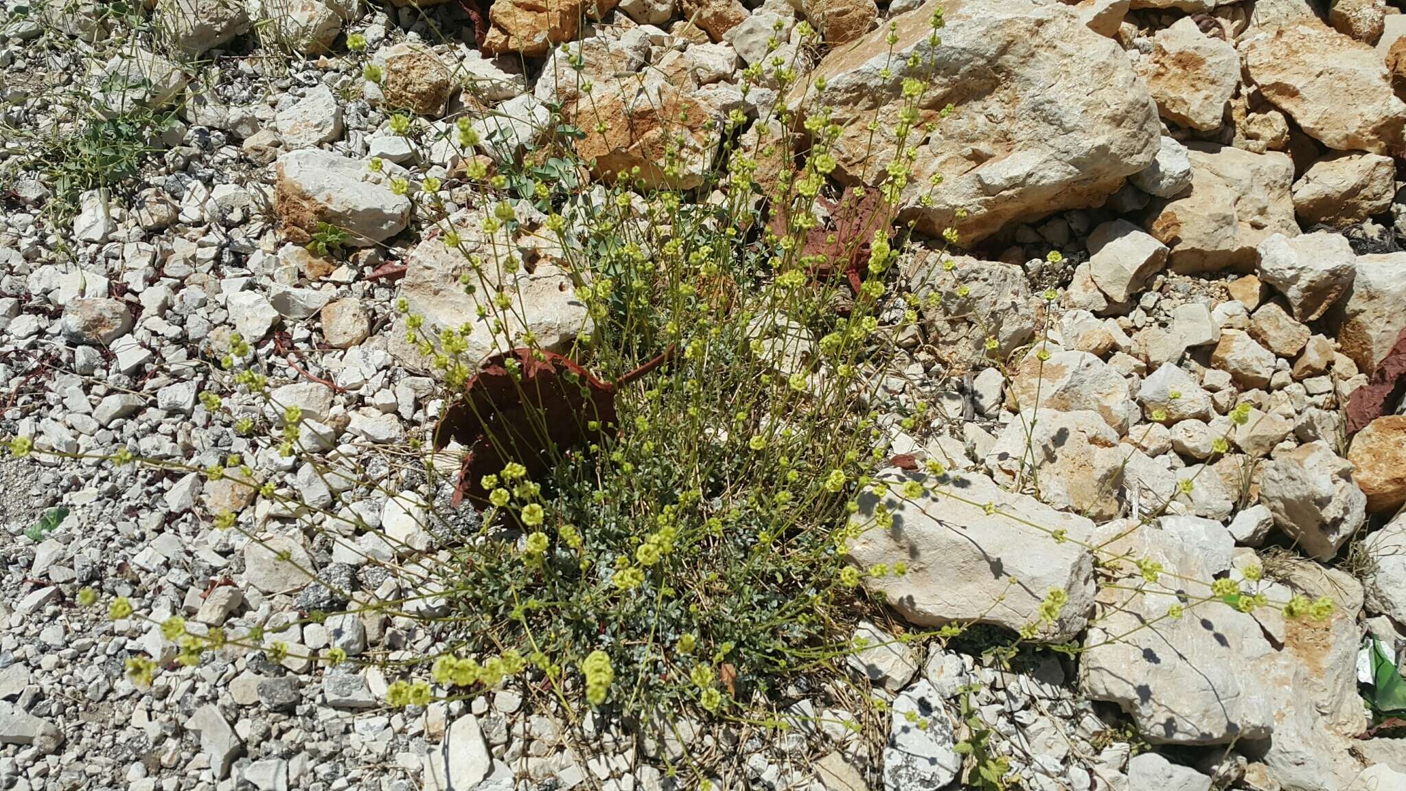 Слика од Sideritis libanotica Labill.