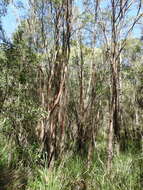 Sivun Leptospermum brachyandrum (F. Müll.) Druce kuva