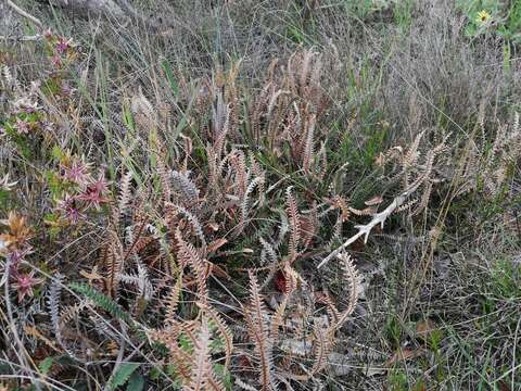 Imagem de Banksia obtusa (R. Br.) A. R. Mast & K. R. Thiele