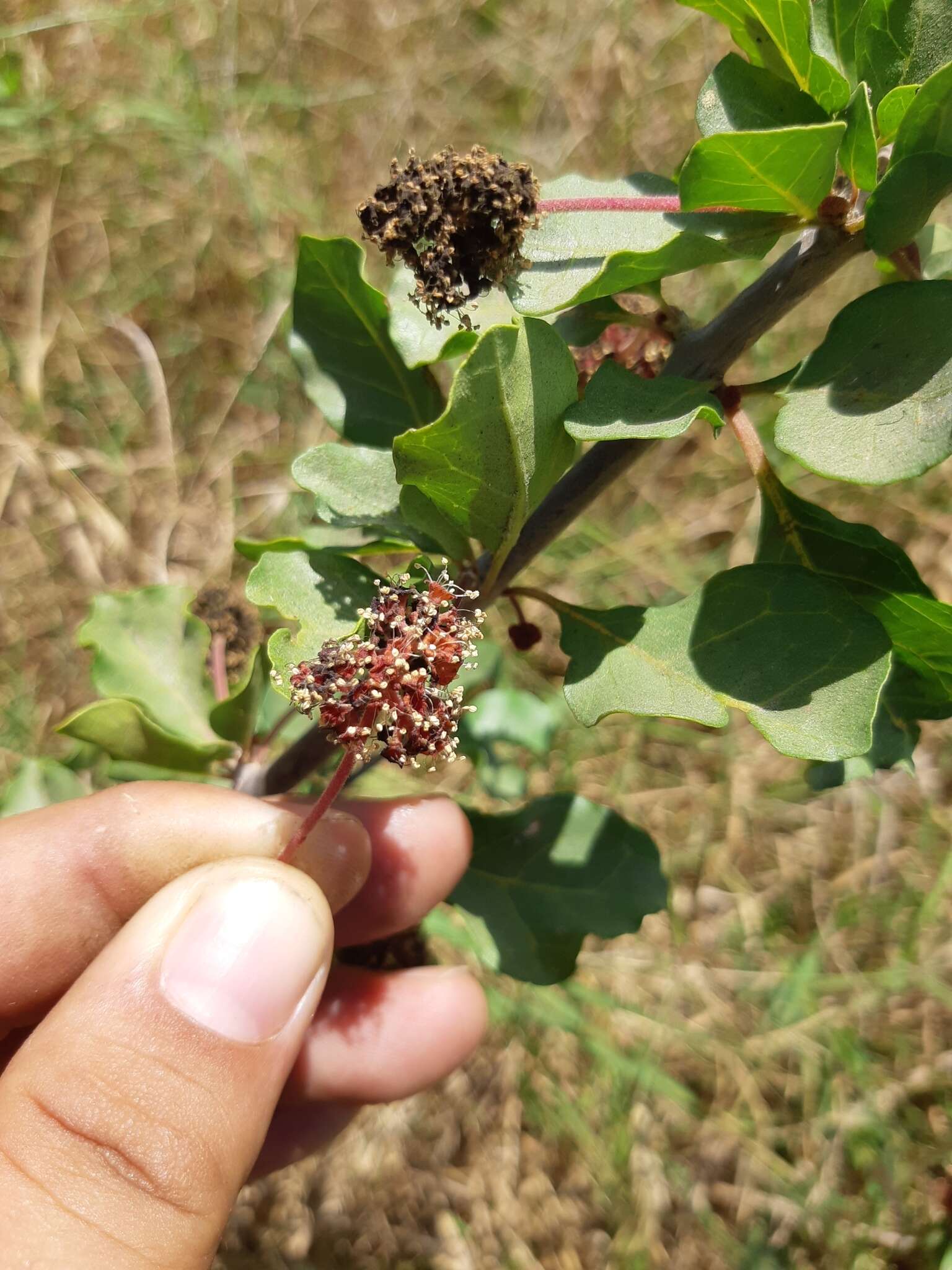 Image de Pisonia capitata (S. Wats.) Standl.