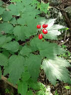 Imagem de Actaea rubra (Ait.) Willd.