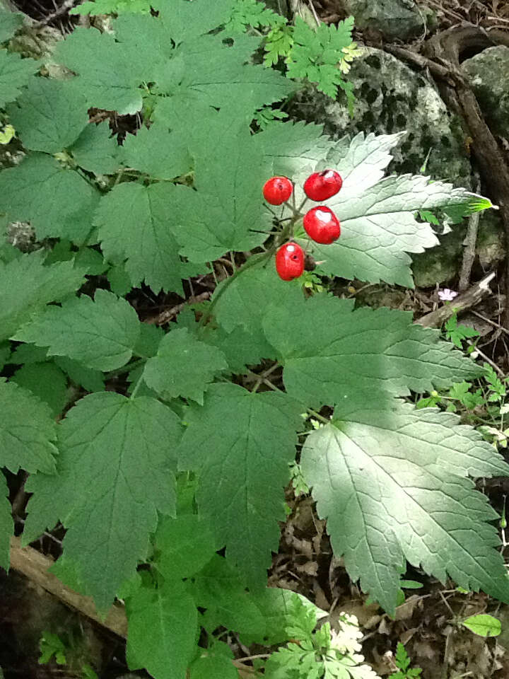 Imagem de Actaea rubra (Ait.) Willd.