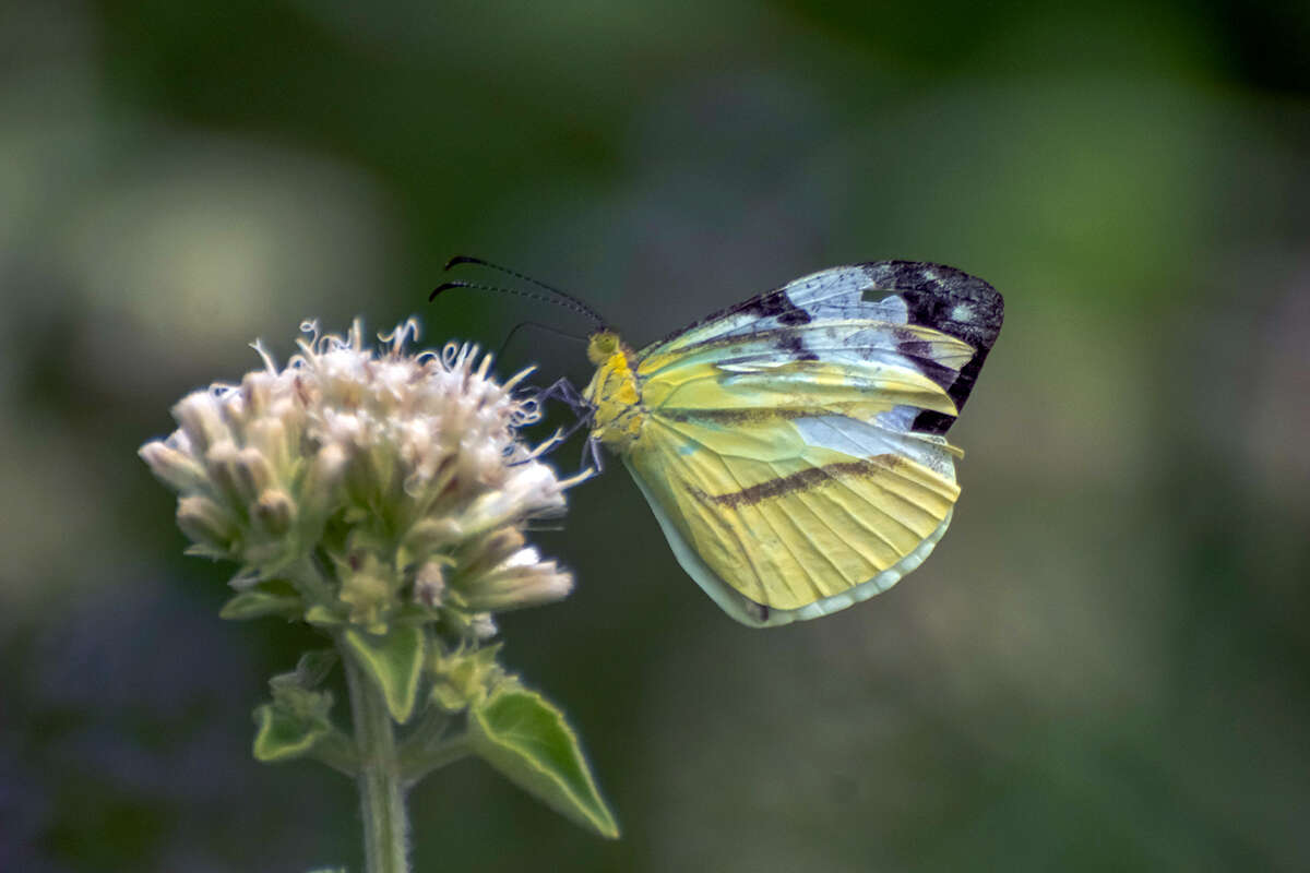 Image of Enantia clarissa (Weymer 1895)