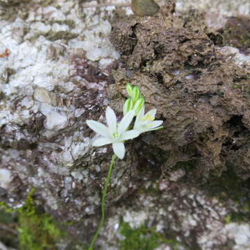 Image of Ornithogalum rogersii Baker