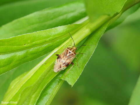 Image of Tarnished Plant Bug