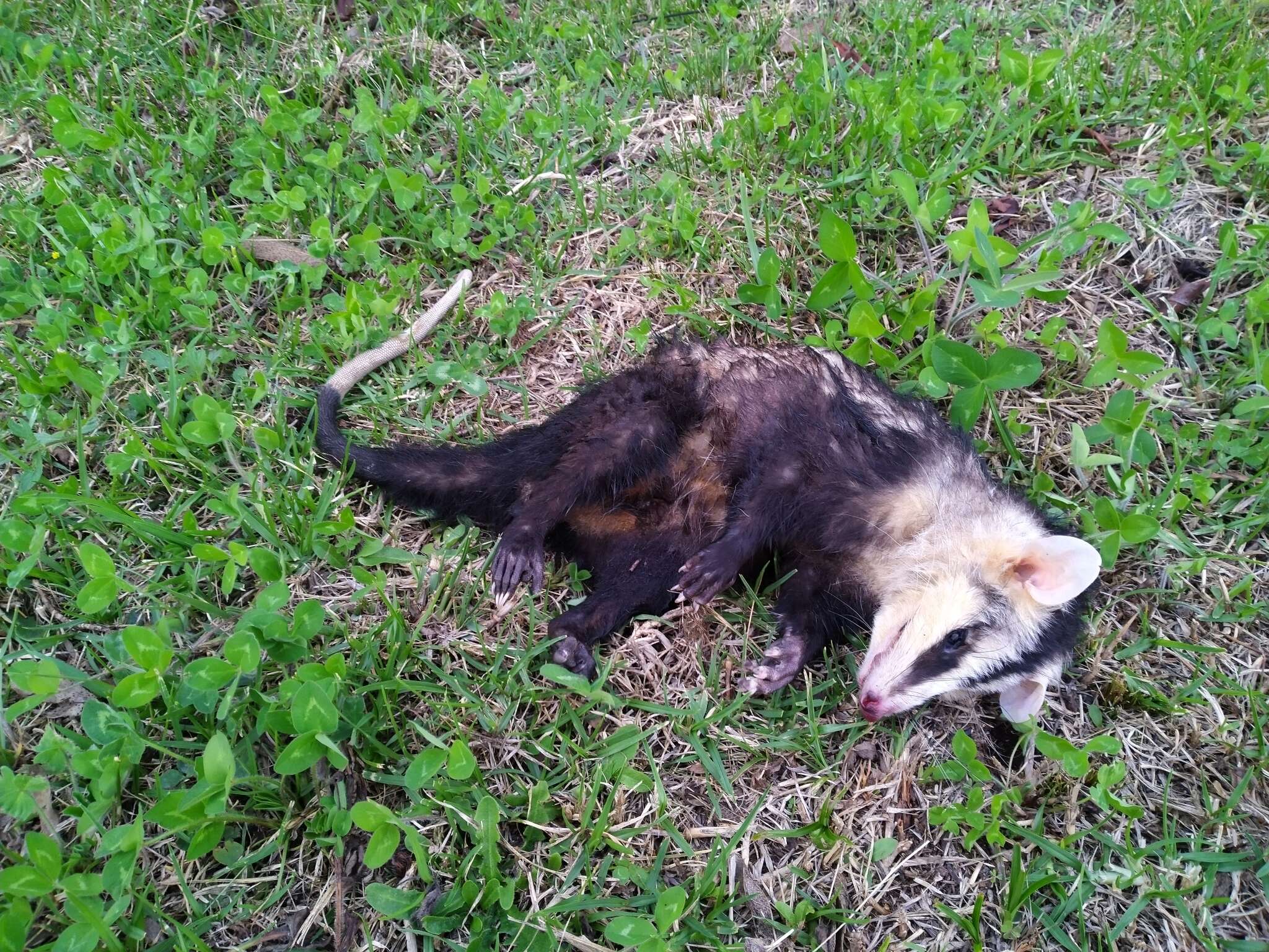 Image of Andean White-eared Opossum