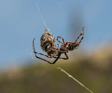 Image of Orbweaver