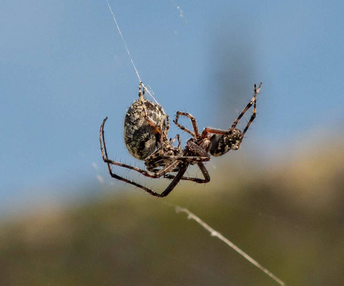 Image of Orbweaver