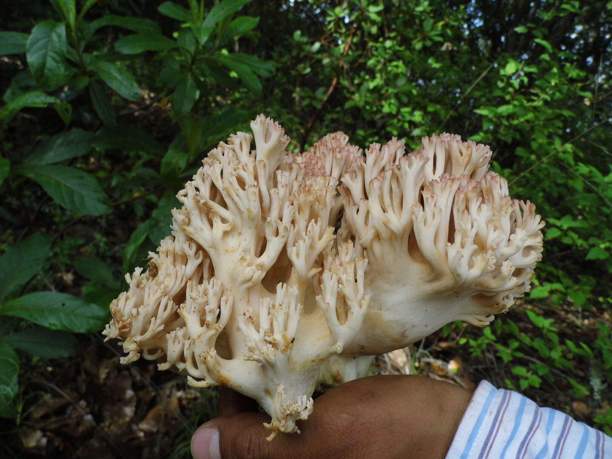 Image de Ramaria botrytoides (Peck) Corner 1950