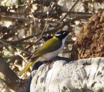 Image of Gilbert's Honeyeater