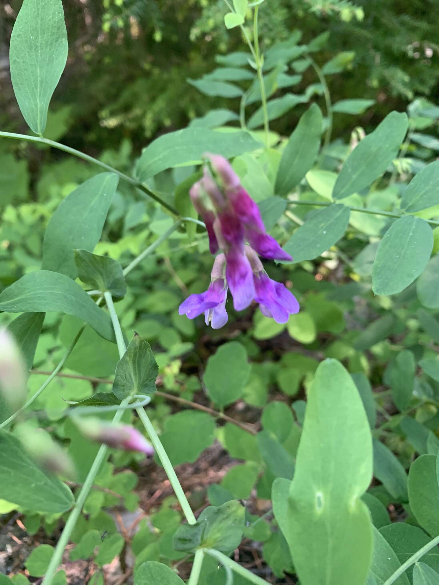 Imagem de Lathyrus polyphyllus Torr. & A. Gray