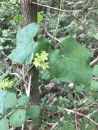 Image of plateau milkvine