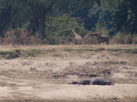 Image of Rhodesian giraffe