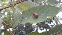 Image of Ladybird beetle