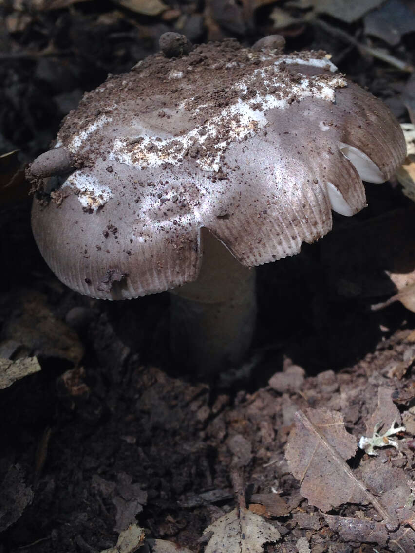 Image of Amanita vaginata (Bull.) Lam. 1783