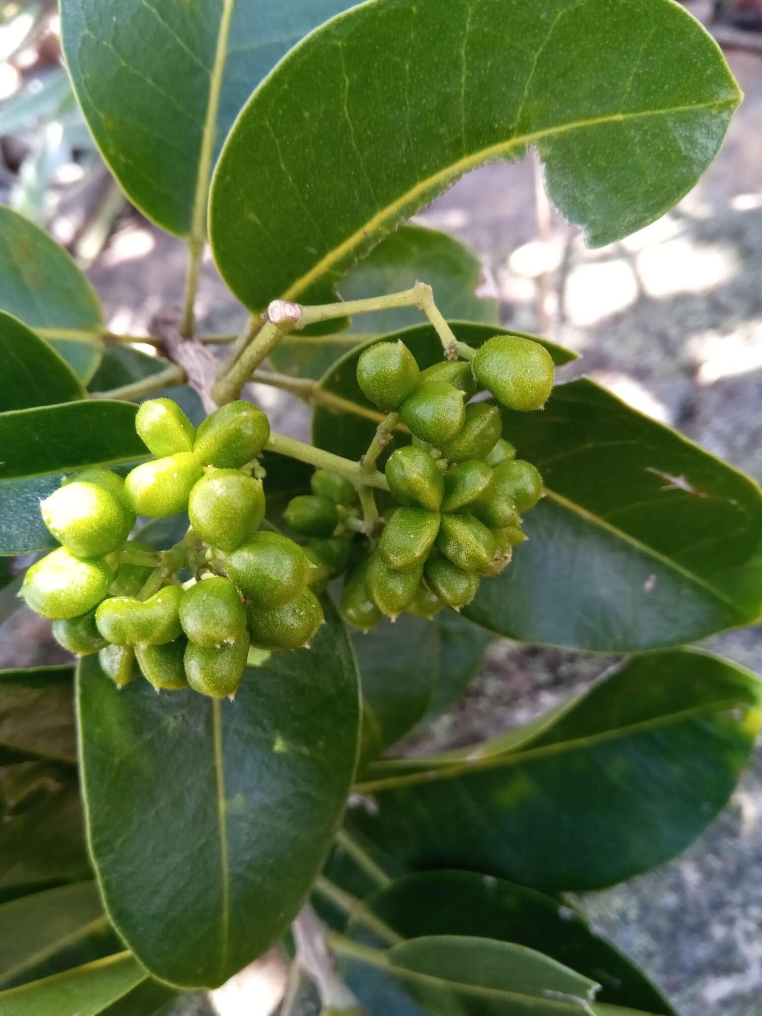 Image of Melicope madagascariensis (Baker) T. G. Hartley