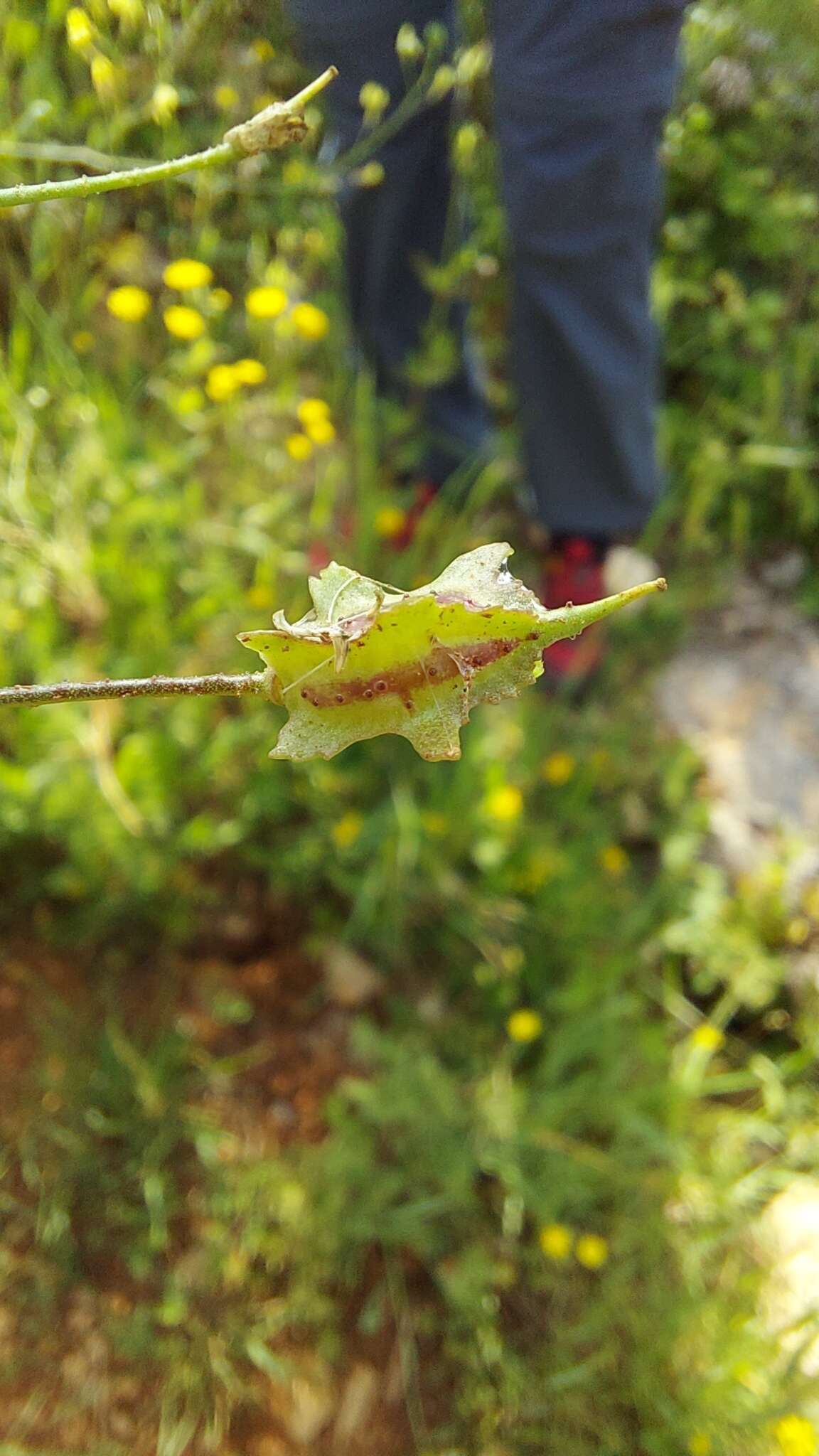 Image of crested wartycabbage