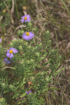 Image of aromatic aster