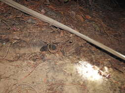 Image of Mexican vole