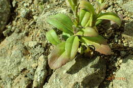 Image of Cerastium arabidis E. Mey. ex Fenzl