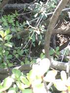 Image of Karoo Plated Lizard