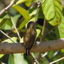 Image of Buffon's Piculet