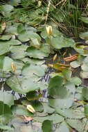 Image of yellow waterlily