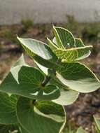 Imagem de Hakea cucullata R. Br.