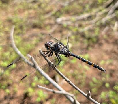 Image of Southern Riverking